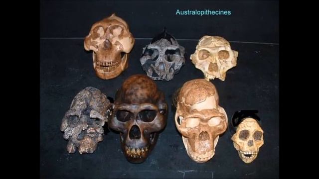 Hominin Evolution смотреть онлайн