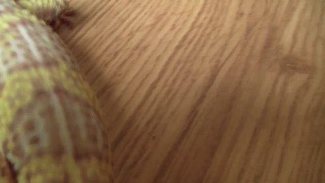 Male Bell Albino Leopard Gecko смотреть онлайн