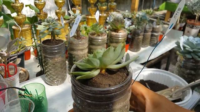 패트병에서 키우는 다육이 24종류 ; succulents ; suculentas ; 多肉植物 смотреть онлайн