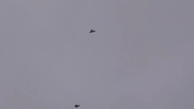 УДИВ-ЛЬНЫЕ ГОЛУБИ УНАНА РОССИЯ Г МАЙКОП,AMAZING PIGEONS FROM BROTHER UNAN RUSSIA THE CITY OF MAYKO смотреть онлайн