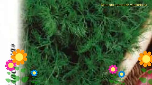 Укроп Лесногородский (Укроп). Краткий обзор, описание характеристик, где купить семена anéthum смотреть онлайн