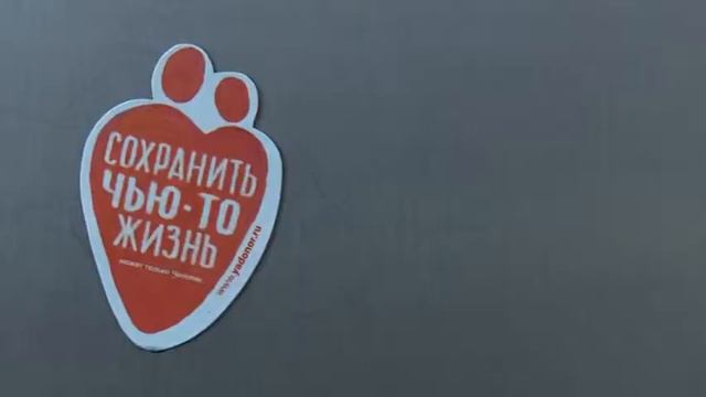 Совместный День донора портала Mail.Ru и компании LG смотреть онлайн