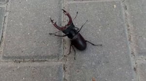 Жук Олень / Жук рогач краткое описание для детей Stag beetle ☀