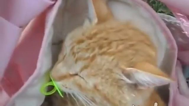 Girl, Cat. and Dummy (Девочка, кот и соска) смотреть онлайн