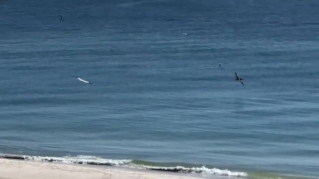 США: FLORIDA ГДЕ КУПАТЬСЯ ЗИМОЙ В АМЕРИКЕ/ОТДЫХ В АМЕРИКЕ смотреть онлайн
