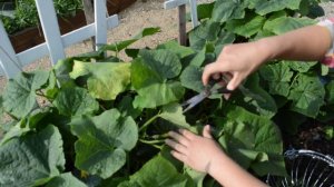 Огурец "5 звезд": сюрприз от Аэлиты