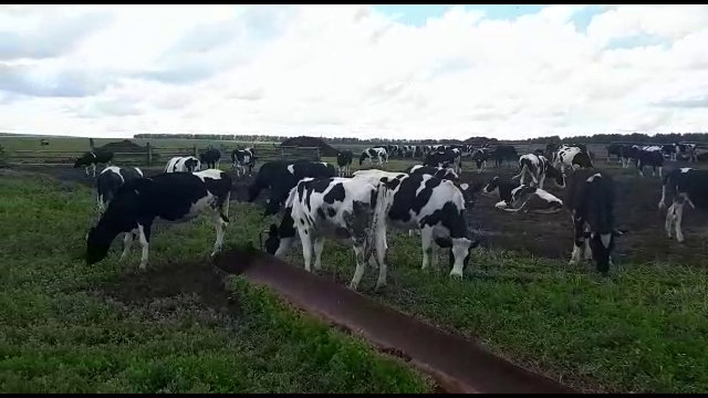 крупный рогатый скот с доставкой смотреть онлайн