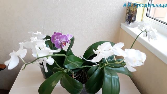 Вышивальные будни. VLOG: О вышивке,цветах и новой камере смотреть онлайн