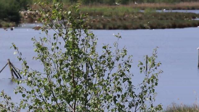 Expedition ins Tierreich - zu den Flamingos im Zwillbrocker Venn смотреть онлайн
