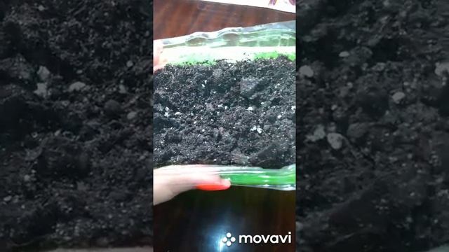 Посадка Черники. Итоги. смотреть онлайн