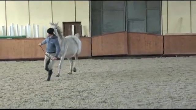 Олимпа. Жерёбая от Резидента. Продаётся! смотреть онлайн