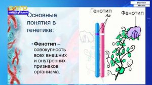 10-класс | Биология | Генетика-наука о наследственности и изменчивости живых организмов
