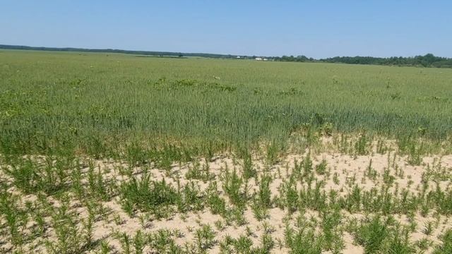 где взять опилки? смотреть онлайн