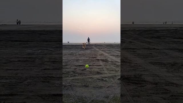 Golden retriever favourite game смотреть онлайн