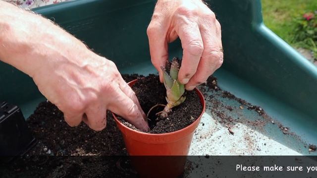 PROPAGATING FAUCARIA TIGRINA FROM OFFSETS - EASY SUCCULENT PROPAGATION смотреть онлайн