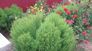 Кохия выращивание летнего кипариса и как растет в цветнике