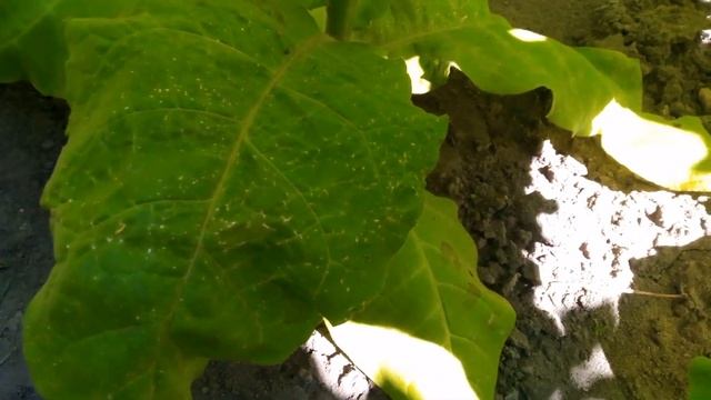 Табак после обработки фитоспорином . смотреть онлайн