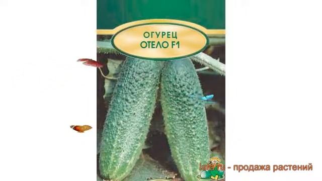 Огурец обыкновенный Отело F1 (otelo f1) ? огурец Отело F1 обзор: как сажать семена огурца Отело F1 смотреть онлайн