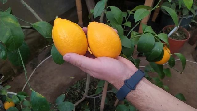 Лимон Мейер