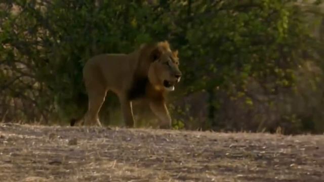 Жизнь львят, взрослых Львов и прайда в дикой природе | ЧАСТЬ 1-Я смотреть онлайн