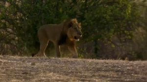 Жизнь львят,  взрослых Львов и прайда в дикой природе | ЧАСТЬ 1-Я