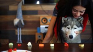 СОБАКА ВЕГАН! Какие Овощи выберет Хаски ? асмр еда