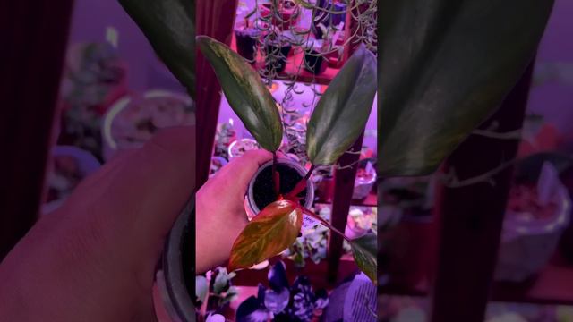 Strawberry shake philodendron смотреть онлайн