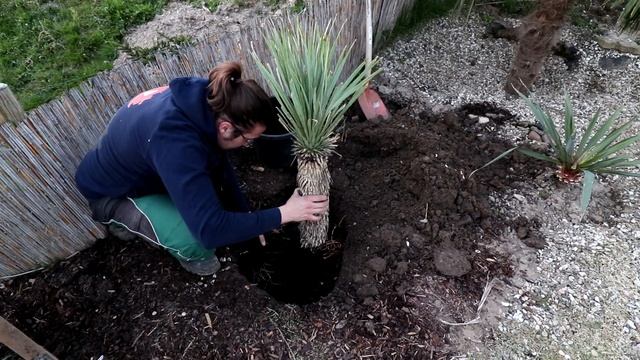 Palmen in Deutschland - Yucca Rostrata, Yucca Filamentosa, Musa Basjoo смотреть онлайн