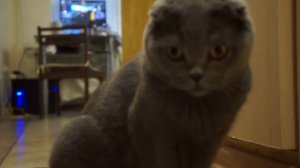 Мейн-кун и Шотландский вислоухий (Тает лед)