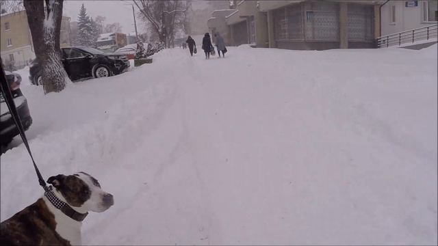 Амстаффтерьер и дворняжки/Amstaffter and curs смотреть онлайн