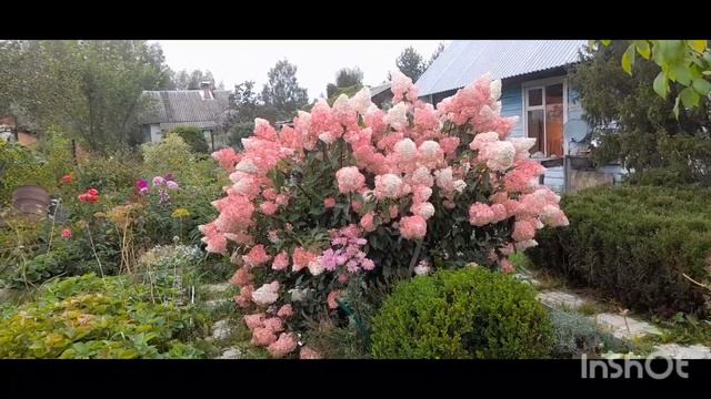 3 этапа цветения гортензии смотреть онлайн