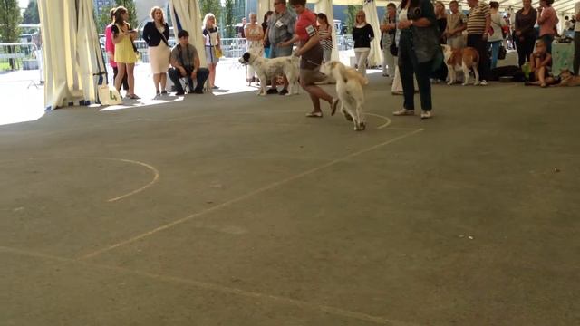 WDS 2014, Karagandy Alabai Sarra - open class winner смотреть онлайн
