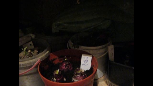 Выгонка луковичных. Гиацинт. смотреть онлайн