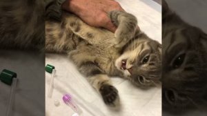 Реактивные судороги у кошки / Reactive Seizures in a Cat