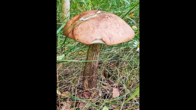 Просто грибы смотреть онлайн