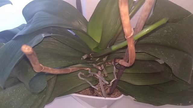 ОРХИДЕЯ ВЯЛАЯ? ЖЕЛТЕЮТ ЛИСТЬЯ ОРХИДЕИ! РЕАНИМАЦИЯ ОРХИДЕИ ФАЛЕНОПСИС! смотреть онлайн