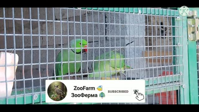 КОРМЛЕНИЕ ОЖЕРЕЛОВОГО ПОПУГАЯ - FEEDING YOUR PARROT смотреть онлайн