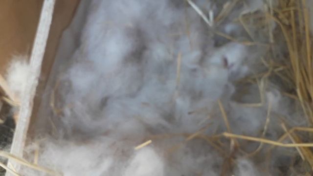 Новорожденные крольчата. Часть 2. смотреть онлайн