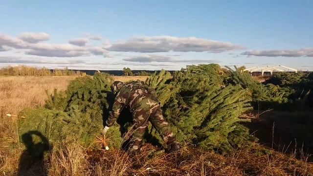 Новогодние елки сосны оптом из Пензенской области.В данный момент находимся в Мордовии 2022г смотреть онлайн