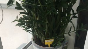 Первый весенний день.Мои комнатные цветы в марте???