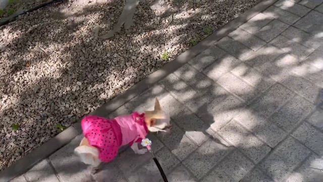 Демонстрируем цивилизованность - умение с умом распорядиться природой и досугом. Чихуахуа Мия. смотреть онлайн