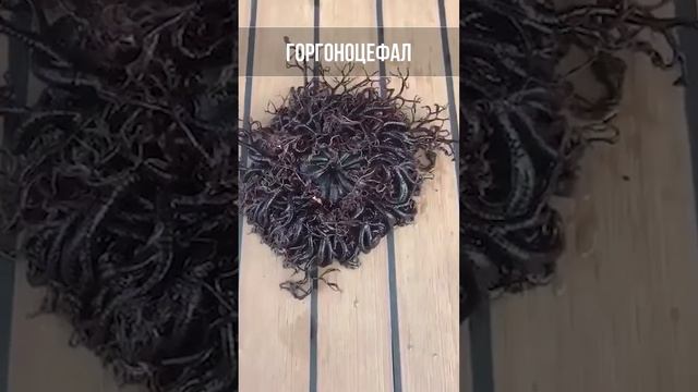 Загадочные ходячие кусты. Офиуры смотреть онлайн