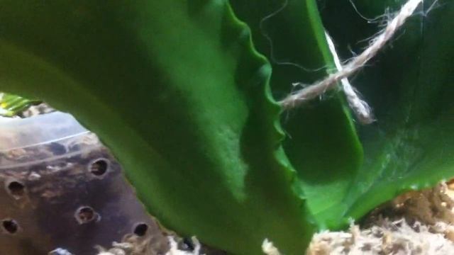 Фаленопсис с ВОЛНИСТЫМИ ПО КРАЯМ листьями? Это  Phalaenopsis Deliciosa??