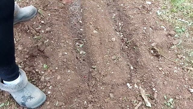 Фасоль. Сеем, взошла через 4 дня. смотреть онлайн