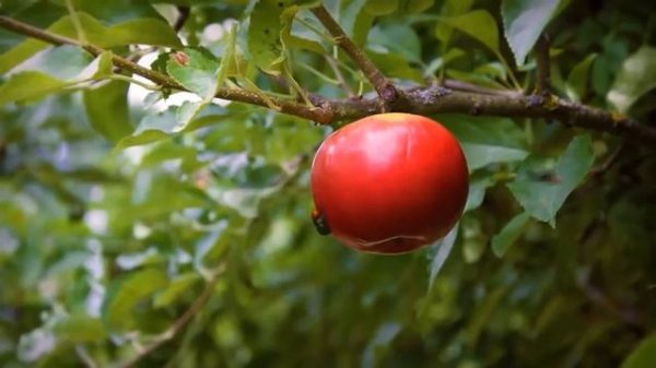 Minuscule - The cruel cow in the meadow / Histoire vache (Season 2)