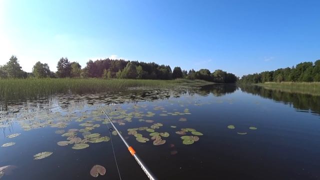 КУВШИНКИ КИПЯТ! КЛЮНУЛ БОНУС и пытается уйти в коряги! Рыбалка на поппер летом в жару! смотреть онлайн