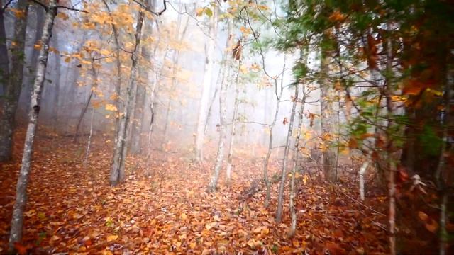 Молочный туман. У природы нет плохой погоды . смотреть онлайн