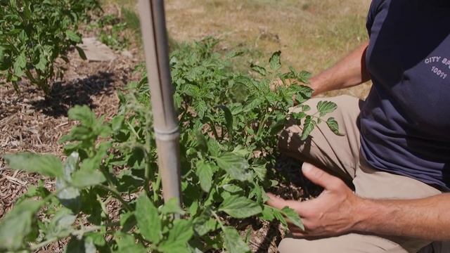 More Tips On Growing Tomatoes смотреть онлайн