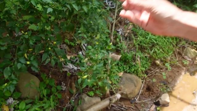 BODY RAFTING in JAVA, INDONESIA ?? смотреть онлайн