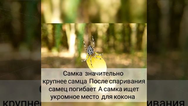 Araneus или крестовик . смотреть онлайн